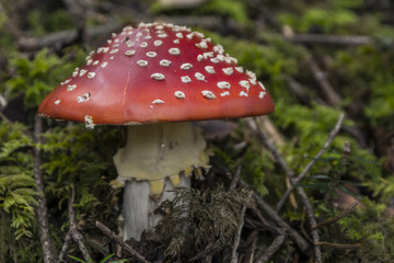 Champignons du Grésivaudan - Belledonne - Isère.