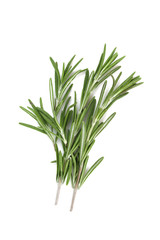 Green rosemary on white background