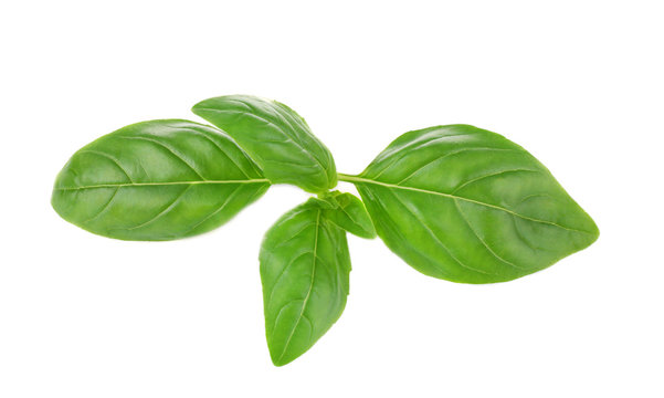 Green basil leaves on white background