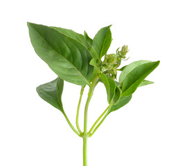Fresh basil plant on white background