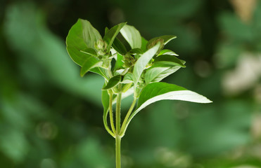 Fresh basil plant on blurred background