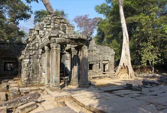 Jungle tree covering the stones of the temple ruins in Angkor Wat (Siem Reap, Cambodia),12th century