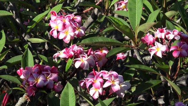 Blooming pink plumeria (frangipani). Big Island, Hawaii, USA