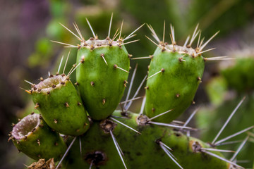Nopal con tunas y espinas. Close up de un cactus. Plano a detalle de planta tipica de mexico