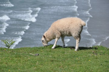 Owca na tle morza