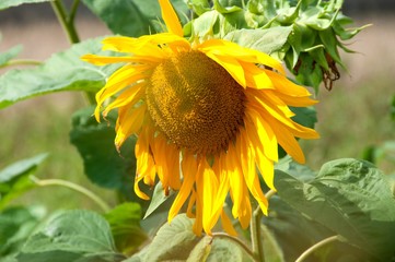 Słonecznik w ogrodzie
