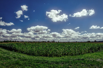 Cornfield and Blue sky