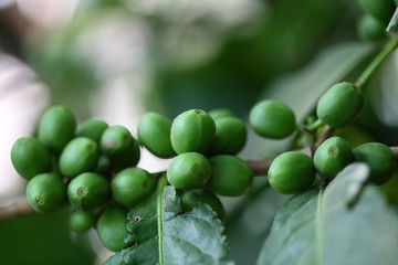 Green Coffee Beans