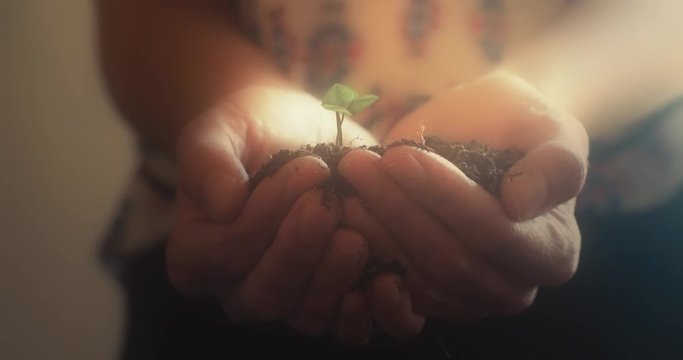 A young woman cups her hands around a growing sapling. 4K UHD animation. ProRes file delivered at broadcast quality color depth.