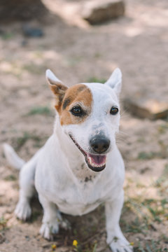 Portrait of sitting cute Jack Russell Terrier dog
