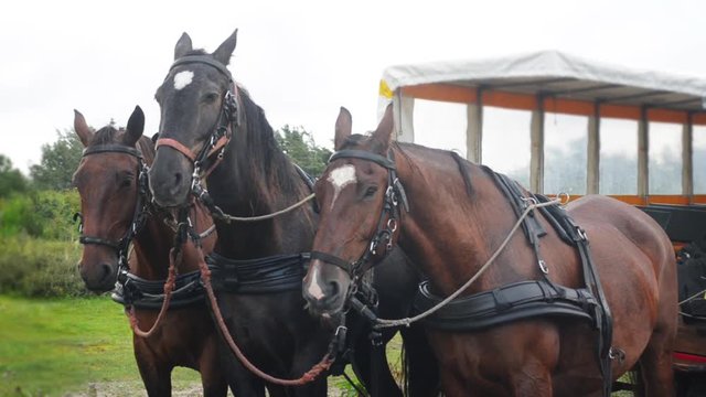 horses in front of covered wagon
