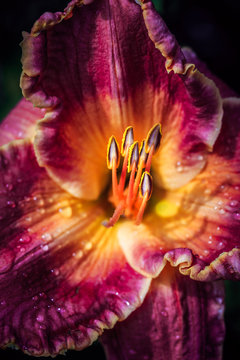 day lily
