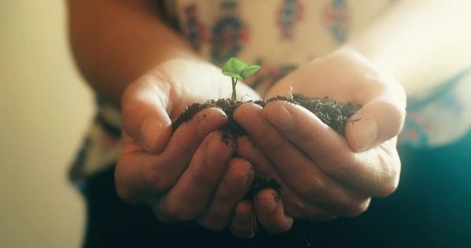 A young woman cups her hands around a growing sapling. 4K UHD animation. ProRes file delivered at broadcast quality color depth.