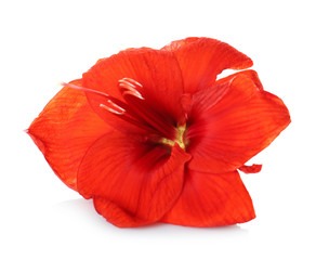 Beautiful red tropical flower isolated on white