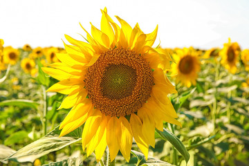 Blooming sunflower in field