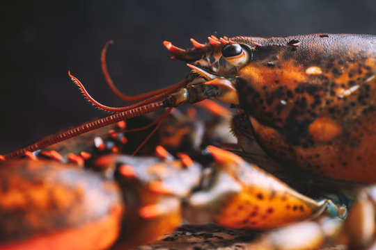 Lobster