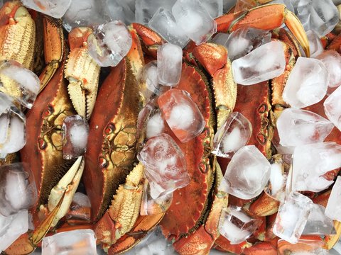 Fresh Dungeness Crab