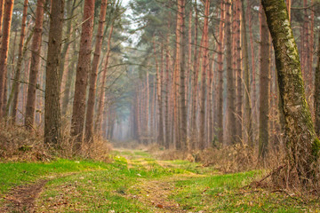 Obraz premium Wald im Frühjahr