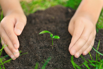 Child planting seedling in soil, close up