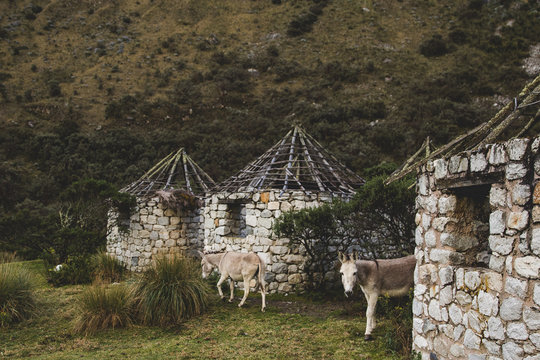 Donkeys and stone huts