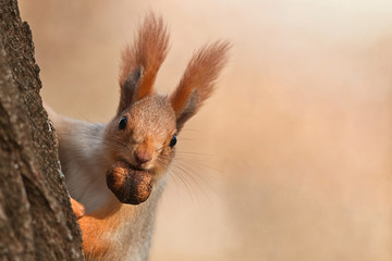 Squirrel peeks out from behind a tree with a nut in his mouth. - obrazy, fototapety, plakaty