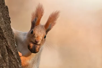 Abwaschbare Fototapete Eichhörnchen Eichhörnchen späht mit einer Nuss im Mund hinter einem Baum hervor.