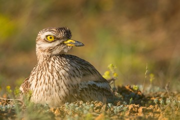 Eurasian stone curlew sitting on nest and looking at the camera.