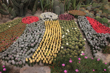 Cacti