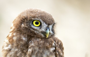 Portrait of a little owl.