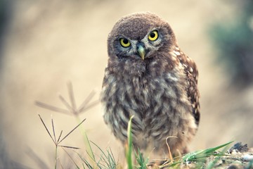 The little owl stands on a beautiful background. Portrait.