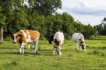 Fototapeta na wymiar beautiful white red-haired young cows on summer pasture