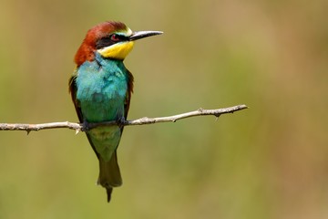 European bee-eater sitting on a stick on a beautiful background.