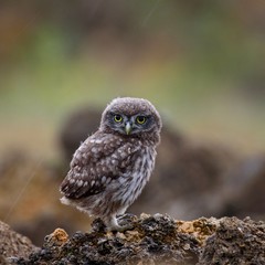 A young little owl sitting on a rock and looking at camera on a beautiful background.