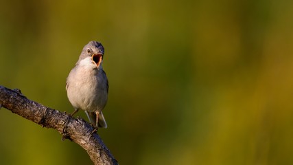 Whitethroat sits on a stick on a beautiful background and shouts.