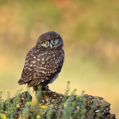 A young little owl stands on a beautiful background and looking at the camera