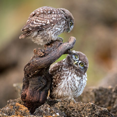 A young little owl sitting on a stick looking down on the second owl.
