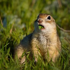 Naklejka na ściany i meble Ground squirrel on the ground with a leaf in his mouth and looking at the camera