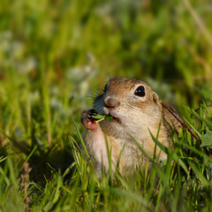 Naklejka na ściany i meble Funny ground squirrel on the ground with a leaf in his mouth and looking at the camera.