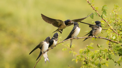The barn swallow feeds one of its four nestling in flight. - obrazy, fototapety, plakaty