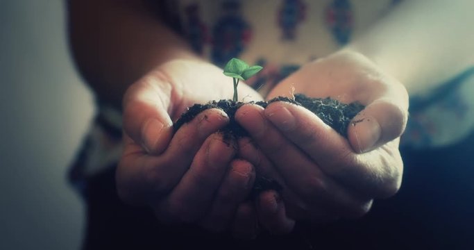 A young woman cups her hands around a growing sapling. 4K UHD animation. ProRes file delivered at broadcast quality color depth.