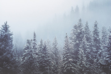 Snowy Trees on Teton Pass
