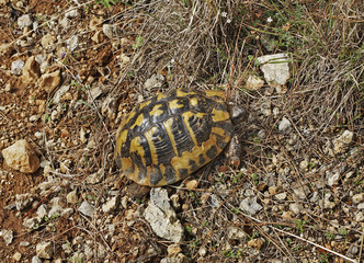 Turtle near Filiates. Greece