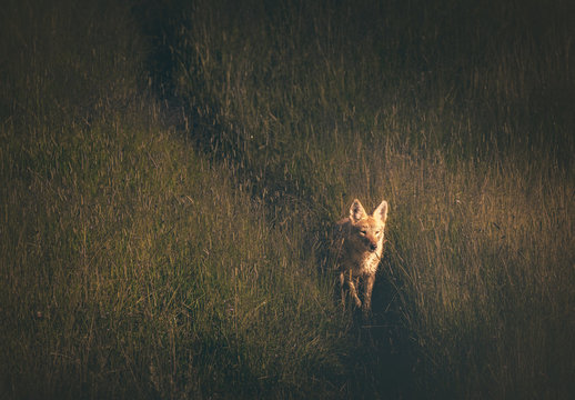 Coyote, Yellowstone