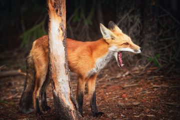 Red Fox Yawning, Yellowstone