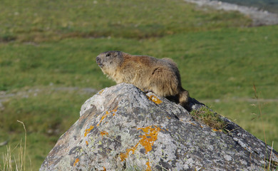 Marmotte sauvage sur un rocher en montagne