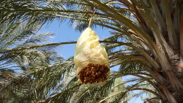 Palme da dattero in Tunisia