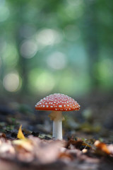 Amanita in the wood