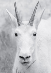 Mountain Goat Portrait, Jasper