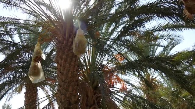 Palme da dattero in Tunisia