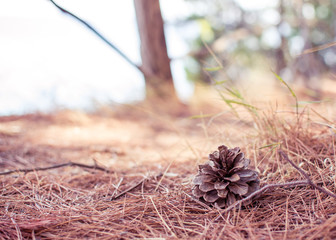 Conifer Cone in the Forest